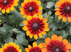 Třapatka 'Summerdaisy's Bronze Bicolor' - Rudbeckia hybrida 'Summerdaisy's Bronze Bicolor'