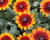 Třapatka 'Summerdaisy's Bronze Bicolor'