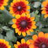 Rudbeckia hybrida 'Summerdaisy's Bronze Bicolor'.JPG