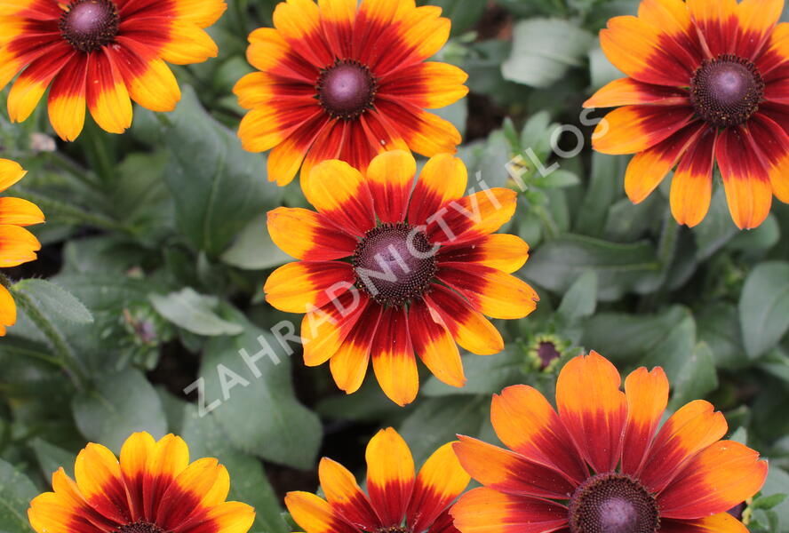 Třapatka 'Summerdaisy's Bronze Bicolor' - Rudbeckia hybrida 'Summerdaisy's Bronze Bicolor'