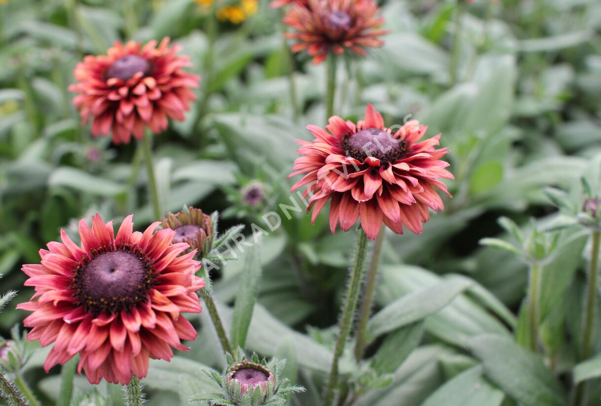 Třapatka 'Summerdaisy's Cherry' - Rudbeckia hybrida 'Summerdaisy's Cherry'