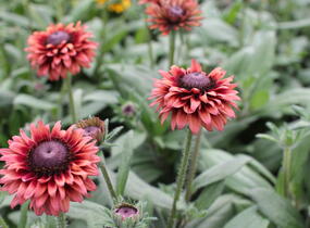 Třapatka 'Summerdaisy's Cherry' - Rudbeckia hybrida 'Summerdaisy's Cherry'