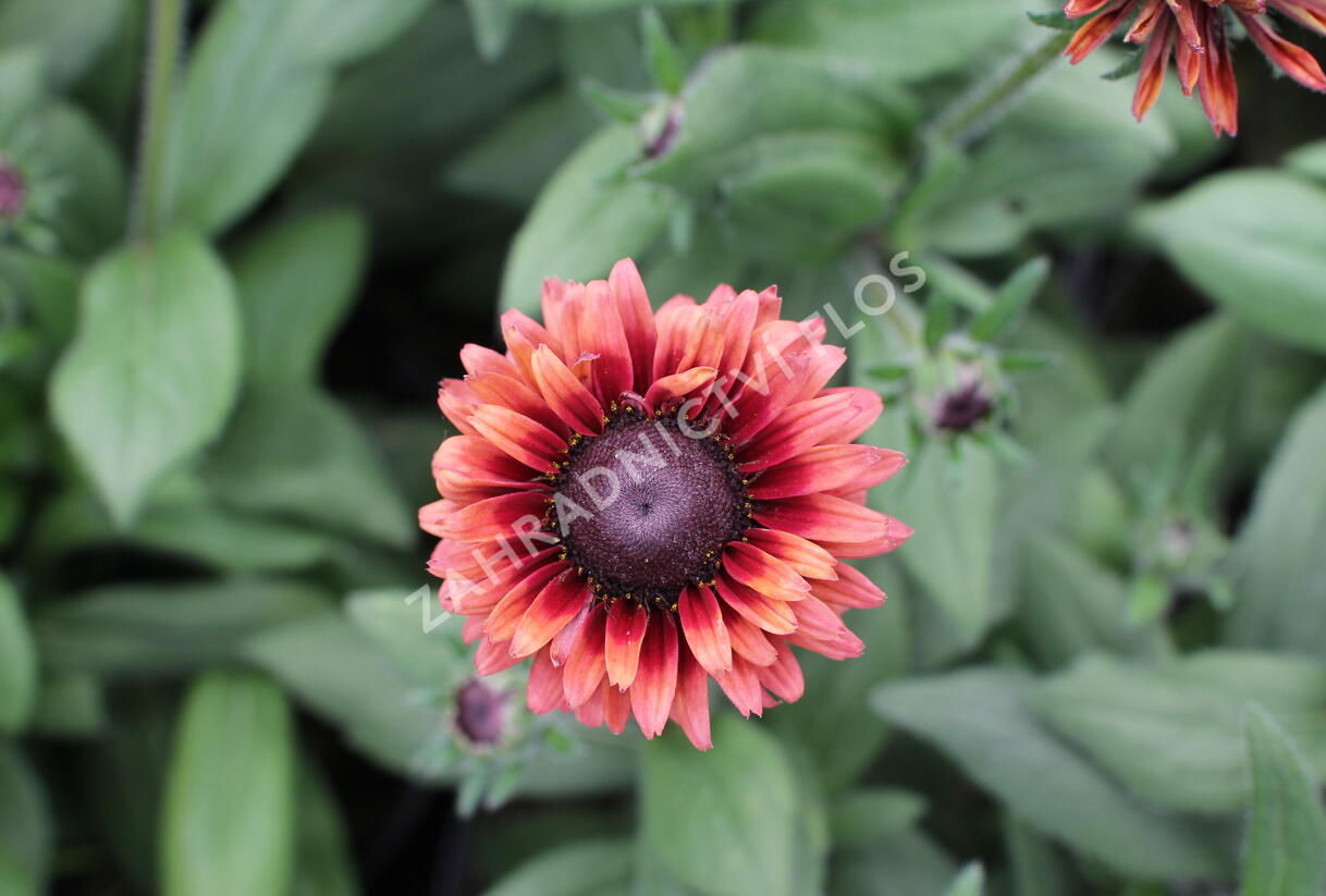 Třapatka 'Summerdaisy's Cherry' - Rudbeckia hybrida 'Summerdaisy's Cherry'