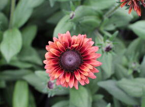Třapatka 'Summerdaisy's Cherry' - Rudbeckia hybrida 'Summerdaisy's Cherry'