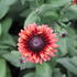 Rudbeckia hybrida 'Summerdaisy's Cherry'.JPG
