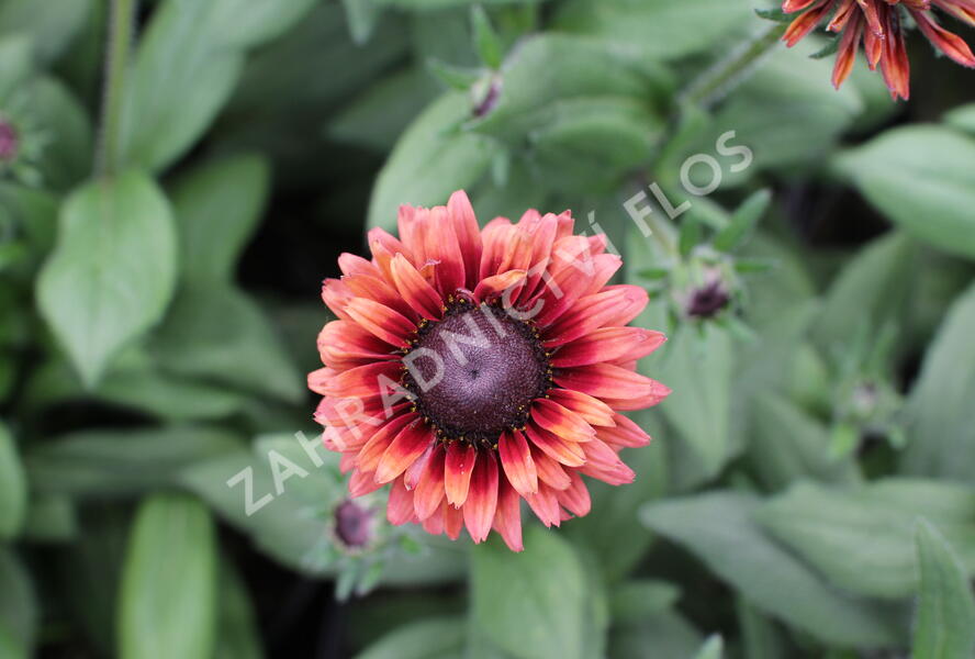 Třapatka 'Summerdaisy's Cherry' - Rudbeckia hybrida 'Summerdaisy's Cherry'