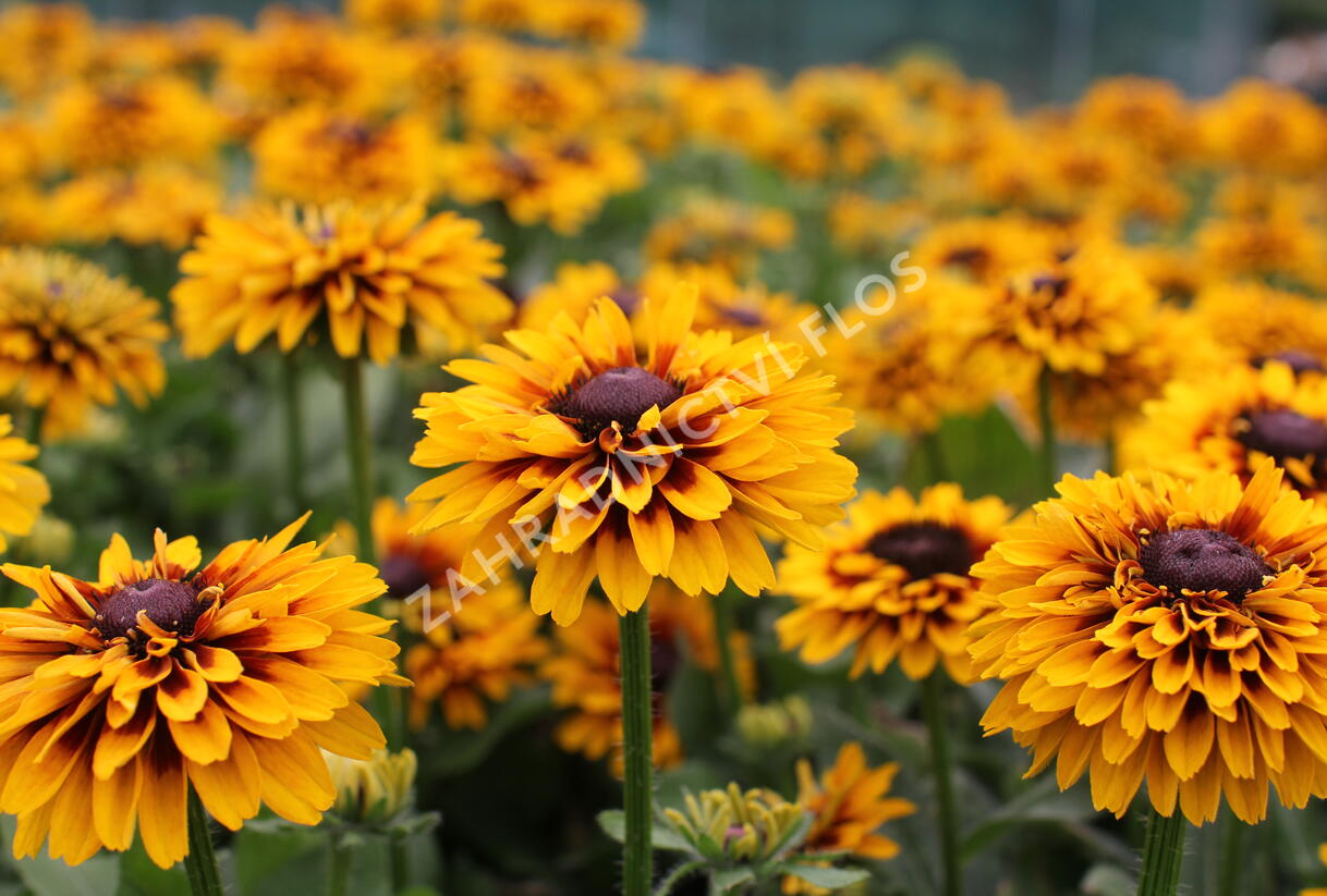 Třapatka 'Summerdaisy's Compact Double Dark Ring' - Rudbeckia hybrida 'Summerdaisy's Compact Double Dark Ring'