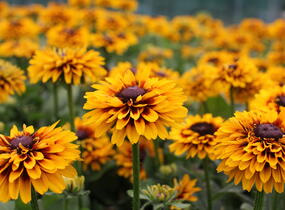 Třapatka 'Summerdaisy's Compact Double Dark Ring' - Rudbeckia hybrida 'Summerdaisy's Compact Double Dark Ring'