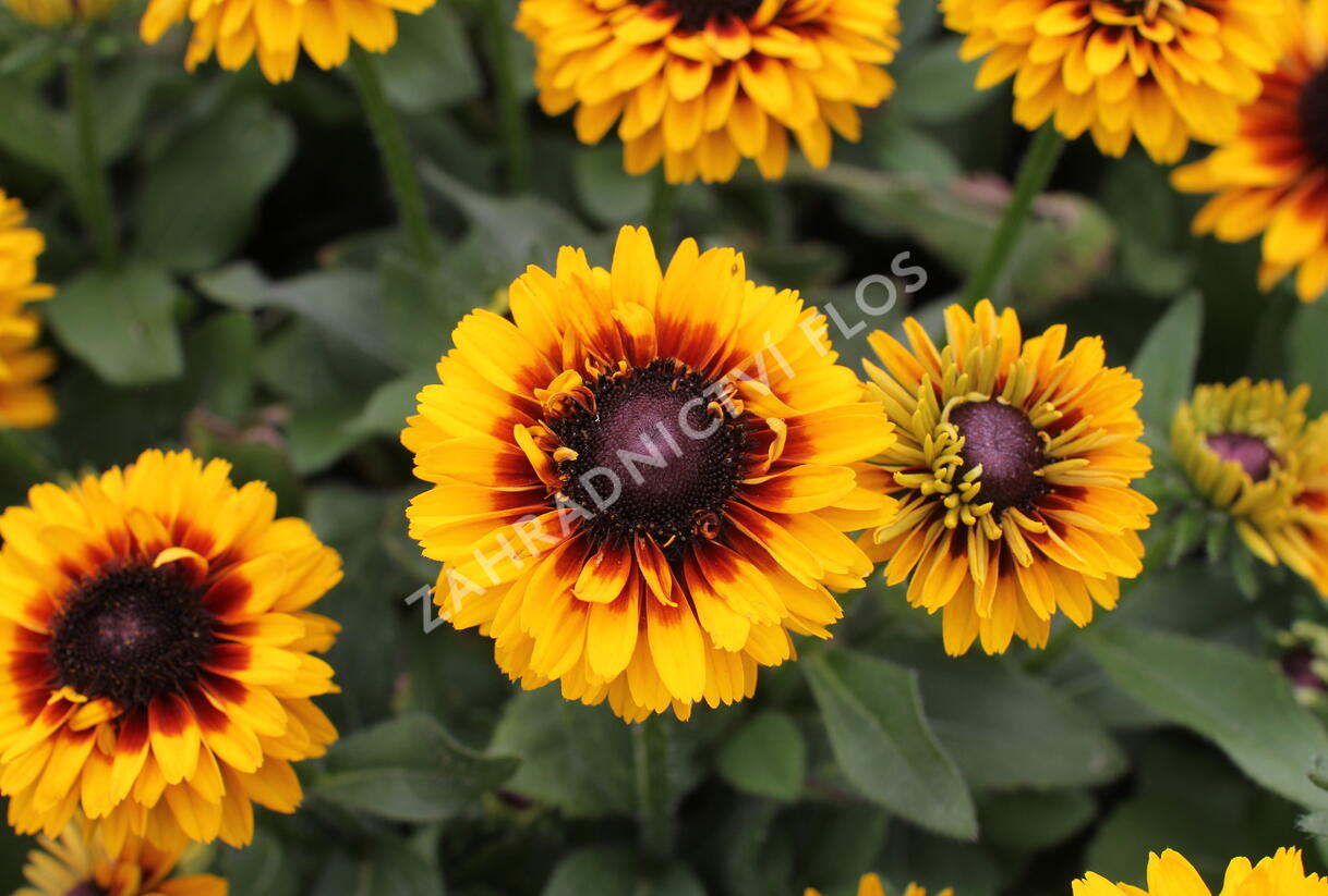 Třapatka 'Summerdaisy's Compact Double Dark Ring' - Rudbeckia hybrida 'Summerdaisy's Compact Double Dark Ring'