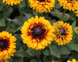 Třapatka 'Summerdaisy's Compact Double Dark Ring'