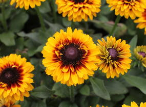 Třapatka 'Summerdaisy's Compact Double Dark Ring' - Rudbeckia hybrida 'Summerdaisy's Compact Double Dark Ring'