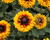 Třapatka 'Summerdaisy's Compact Double Dark Ring'