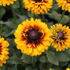 Rudbeckia hybrida 'Summerdaisy's Compact Double Dark Ring'_1.JPG