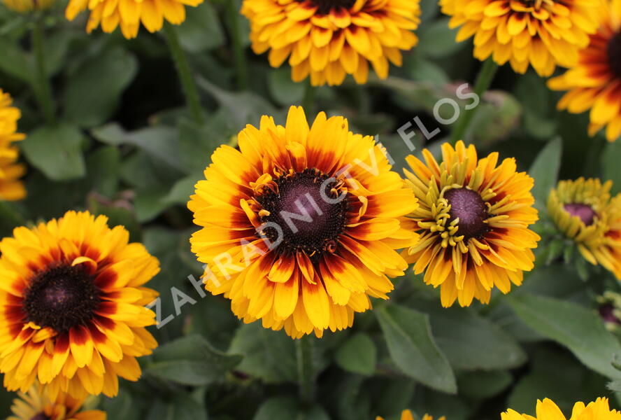 Třapatka 'Summerdaisy's Compact Double Dark Ring' - Rudbeckia hybrida 'Summerdaisy's Compact Double Dark Ring'