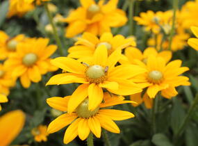 Třapatka 'Summerdaisy's Golden Sun' - Rudbeckia hybrida 'Summerdaisy's Golden Sun'