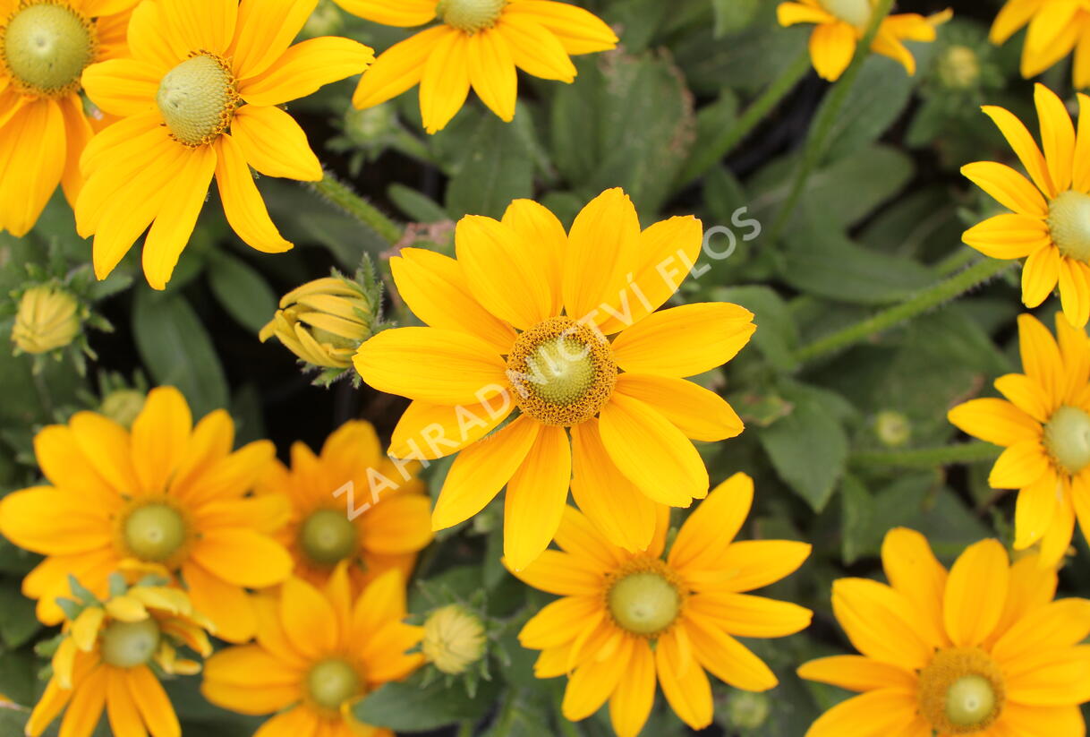 Třapatka 'Summerdaisy's Golden Sun' - Rudbeckia hybrida 'Summerdaisy's Golden Sun'
