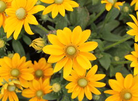 Třapatka 'Summerdaisy's Golden Sun' - Rudbeckia hybrida 'Summerdaisy's Golden Sun'