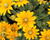 Třapatka 'Summerdaisy's Golden Sun'