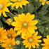 Rudbeckia hybrida 'Summerdaisy's Golden Sun'_1.JPG