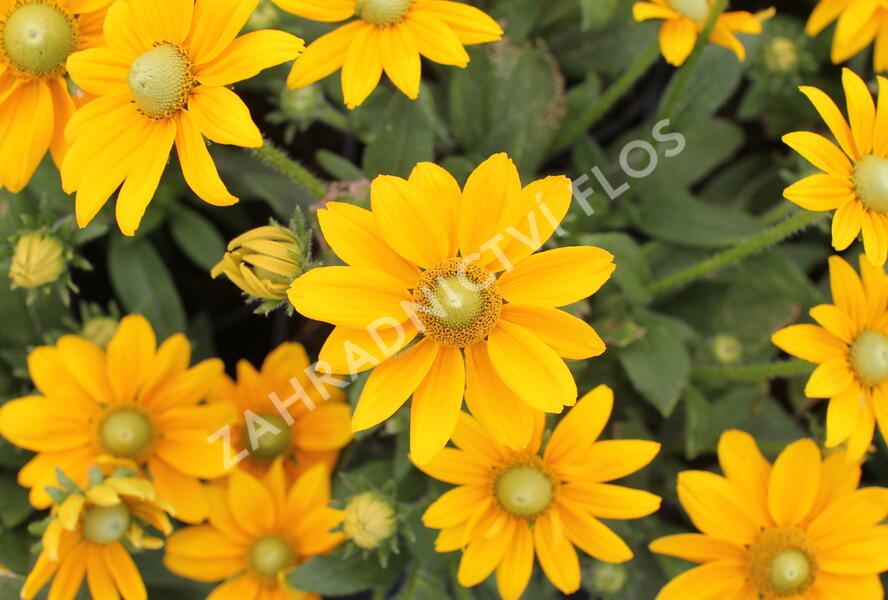 Třapatka 'Summerdaisy's Golden Sun' - Rudbeckia hybrida 'Summerdaisy's Golden Sun'