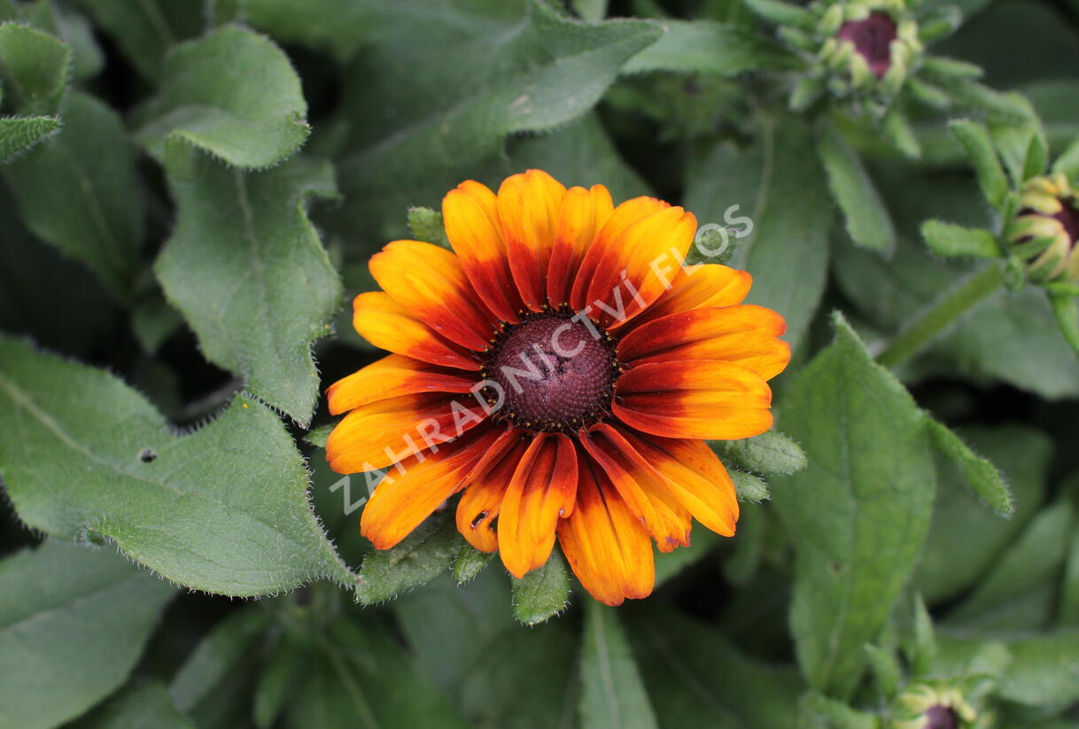 Třapatka srstnatá 'Capuccino' - Rudbeckia hirta 'Capuccino'