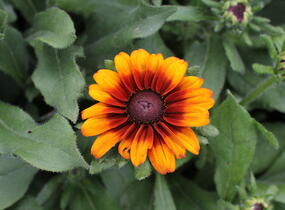 Třapatka srstnatá 'Capuccino' - Rudbeckia hirta 'Capuccino'