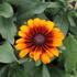 Rudbeckia hirta 'Capuccino'.JPG