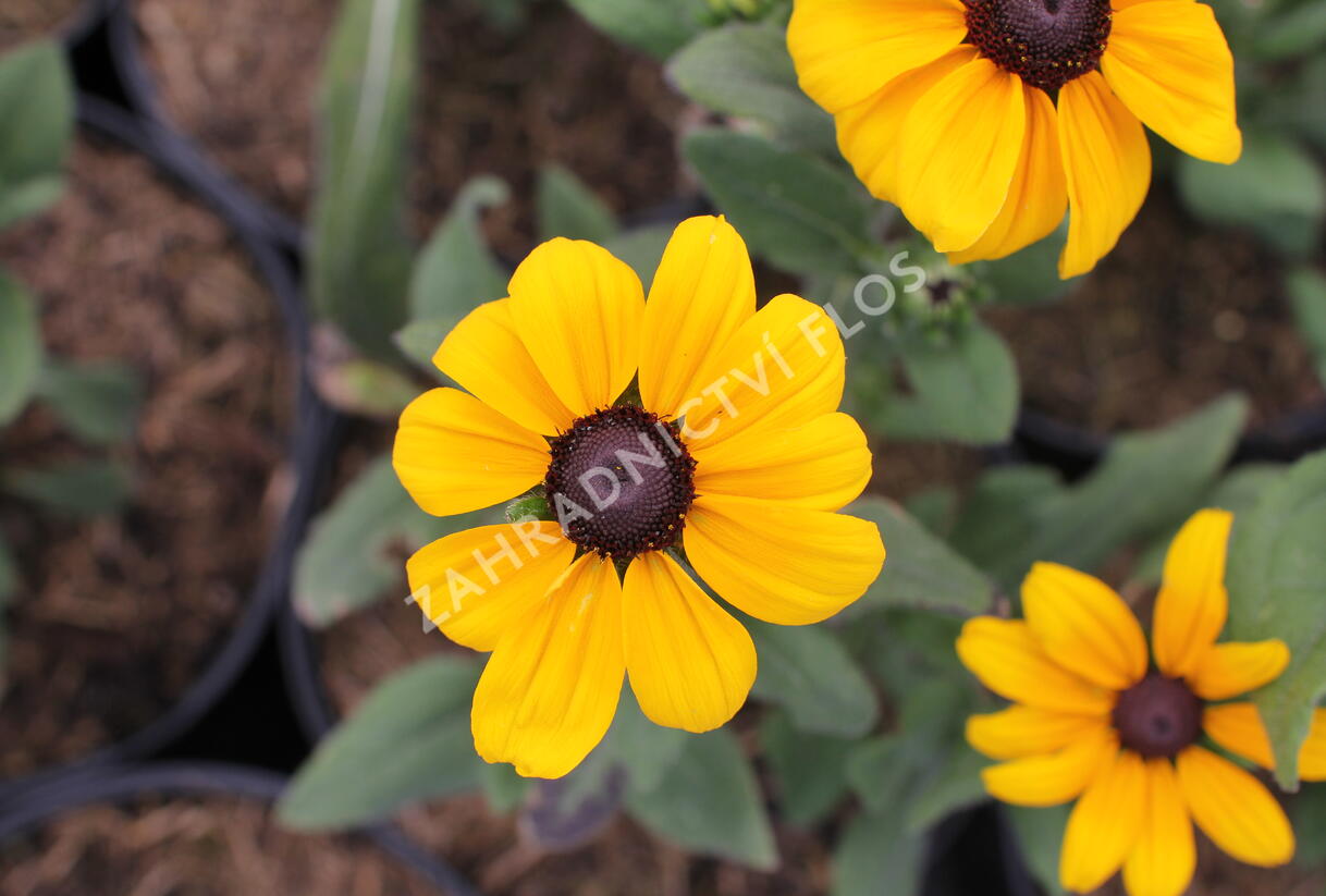 Třapatka srstnatá 'Indian Summer' - Rudbeckia hirta 'Indian Summer'