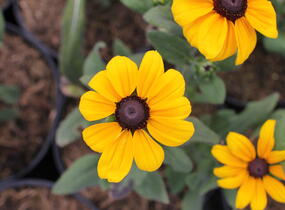 Třapatka srstnatá 'Indian Summer' - Rudbeckia hirta 'Indian Summer'