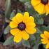 Rudbeckia hirta 'Indian Summer'.JPG