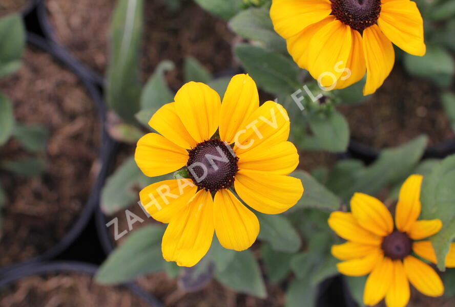 Třapatka srstnatá 'Indian Summer' - Rudbeckia hirta 'Indian Summer'