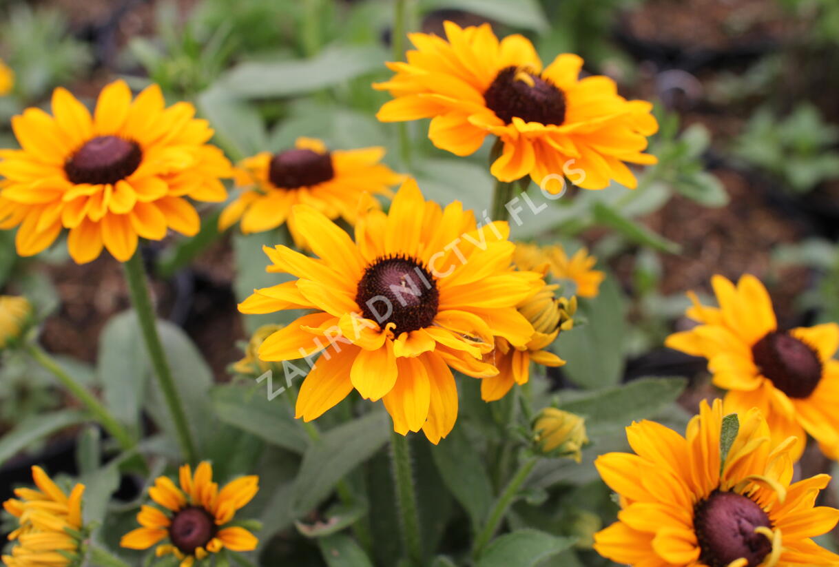 Třapatka srstnatá 'Goldilocks' - Rudbeckia hirta 'Goldilocks'