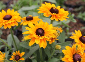 Třapatka srstnatá 'Goldilocks' - Rudbeckia hirta 'Goldilocks'
