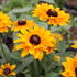 Rudbeckia hirta 'Goldilocks'.JPG