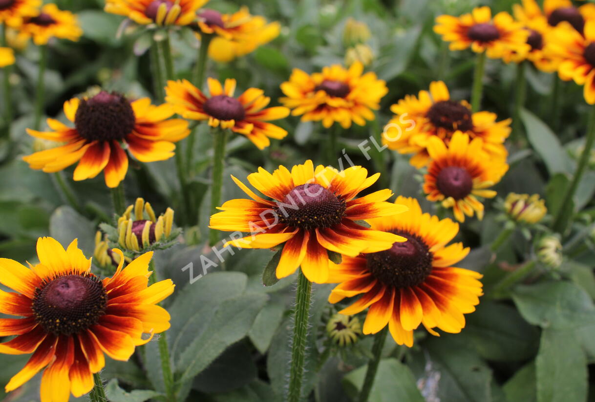 Třapatka 'Summerdaisy's Red Bicolor' - Rudbeckia hybrida 'Summerdaisy's Red Bicolor'