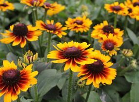 Třapatka 'Summerdaisy's Red Bicolor' - Rudbeckia hybrida 'Summerdaisy's Red Bicolor'