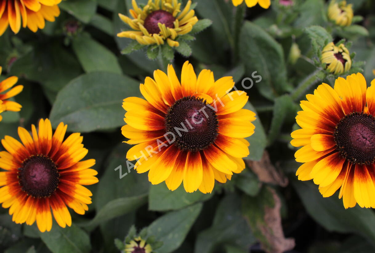 Třapatka 'Summerdaisy's Red Bicolor' - Rudbeckia hybrida 'Summerdaisy's Red Bicolor'