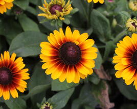 Třapatka 'Summerdaisy's Red Bicolor'