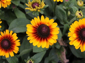 Třapatka 'Summerdaisy's Red Bicolor' - Rudbeckia hybrida 'Summerdaisy's Red Bicolor'