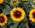 Třapatka 'Summerdaisy's Red Bicolor'