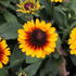 Rudbeckia hybrida 'Summerdaisy's Red Bicolor'.JPG