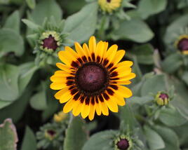 Třapatka 'Summerdaisy's Choco Sun'