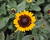 Třapatka 'Summerdaisy's Choco Sun'