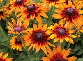 Třapatka 'Summerdaïsy's Orange Bicolor' - Rudbeckia hybrida 'Summerdaïsy's Orange Bicolor'