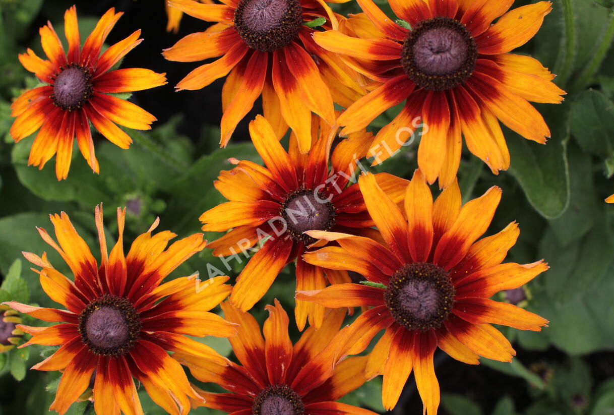 Třapatka 'Summerdaïsy's Orange Bicolor' - Rudbeckia hybrida 'Summerdaïsy's Orange Bicolor'