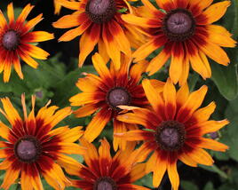 Třapatka 'Summerdaïsy's Orange Bicolor'