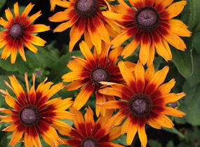 Třapatka 'Summerdaïsy's Orange Bicolor' - Rudbeckia hybrida 'Summerdaïsy's Orange Bicolor'