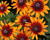 Třapatka 'Summerdaïsy's Orange Bicolor'