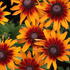 Rudbeckia hybrida 'Summerdaïsy's Orange Bicolor'.JPG