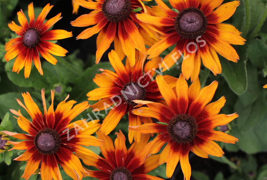 Třapatka 'Summerdaïsy's Orange Bicolor' - Rudbeckia hybrida 'Summerdaïsy's Orange Bicolor'